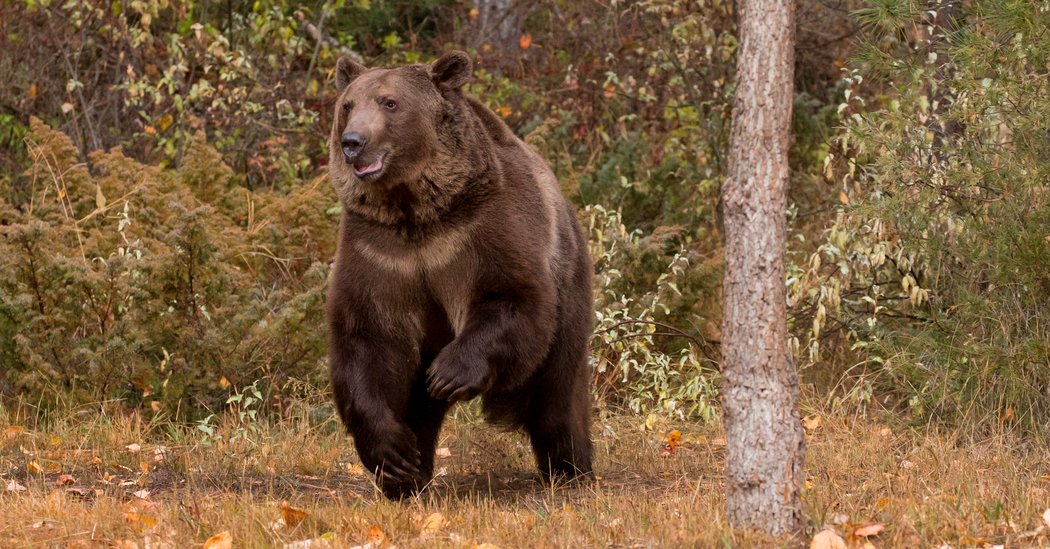 Grizzly Bear Death Rates Are Climbing Web Wad